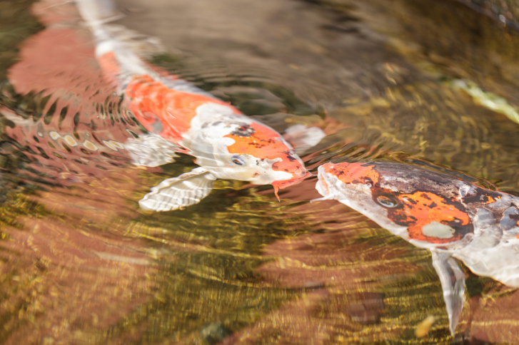 Two koi in pond