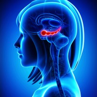 The hippocampus is illuminated in a diagram of the brain
