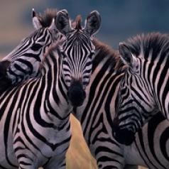 Three zebras nuzzle one another.