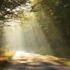 Sunlight pours through tress, drenching a forest road.