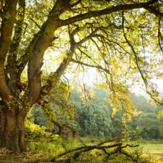 Oak tree and meadow