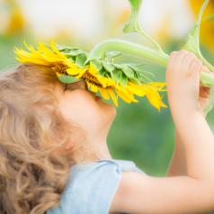 Happy child with short curly hair holds sunflower to face in field