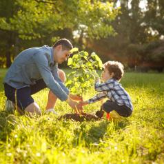 Parent and child outside planting tree in field