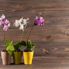 Orchid in clay pot against wooden background
