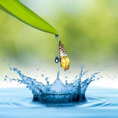 Water drop from leaf and butterfly into the water with summer scene background