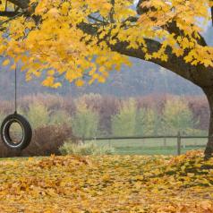 A tire swing hangs under maple tree with yellow leaves