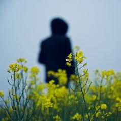 The silhouette of a person standing in a field of yellow mustard flowers.