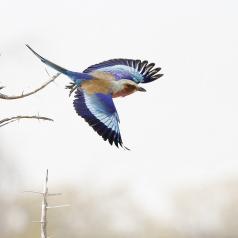 Colorful bird taking flight