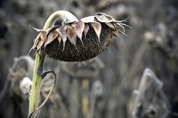 A drooping, dying sunflower