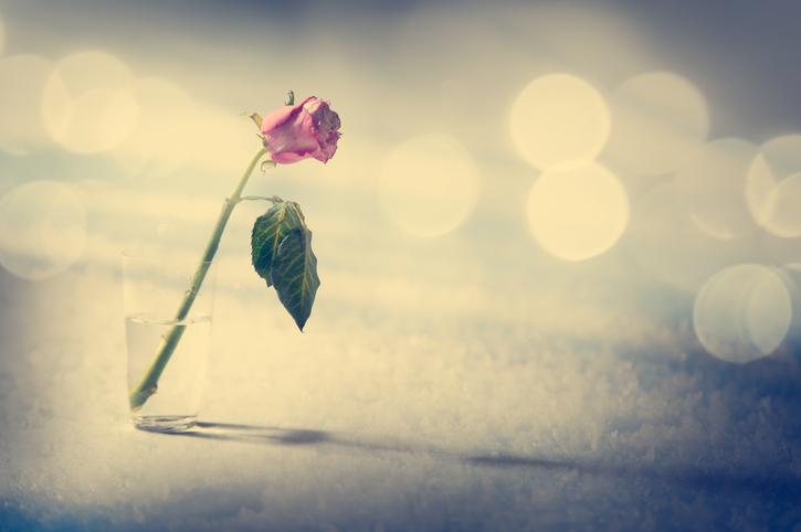 Faded, wilting red rose in water glass against background of blurred light