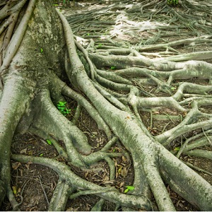A tree is shown with many exposed, above-ground roots.