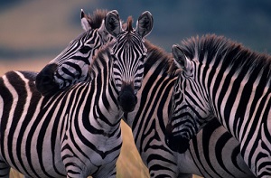 Three zebras nuzzle one another.