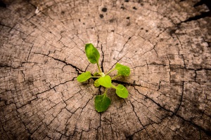 A new green plant grows in the center of a tree stump.