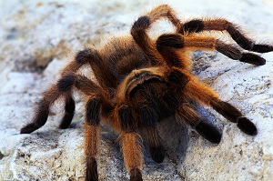 Large spider on ground