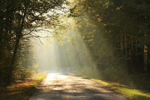 Sunlight pours through tress, drenching a forest road.