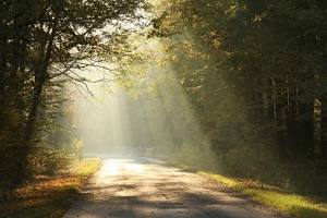 Sunlight pours through tress, drenching a forest road.