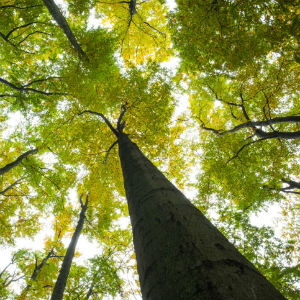 canopy of trees