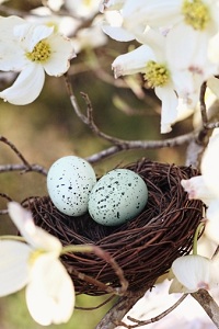 Bird nest with two eggs