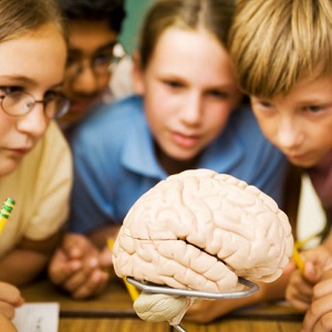 A group of school kids huddle around a lab table and look at a human brain.