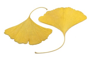 Two yellow, fan-shaped ginkgo biloba leaves arranged on a white background