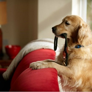 A dog patiently holds a leash in his mouth, waiting to be walked.