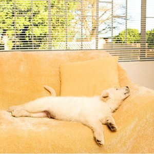 A puppy sprawls out on a couch, sleeping.