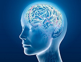 Illustration of brain in head