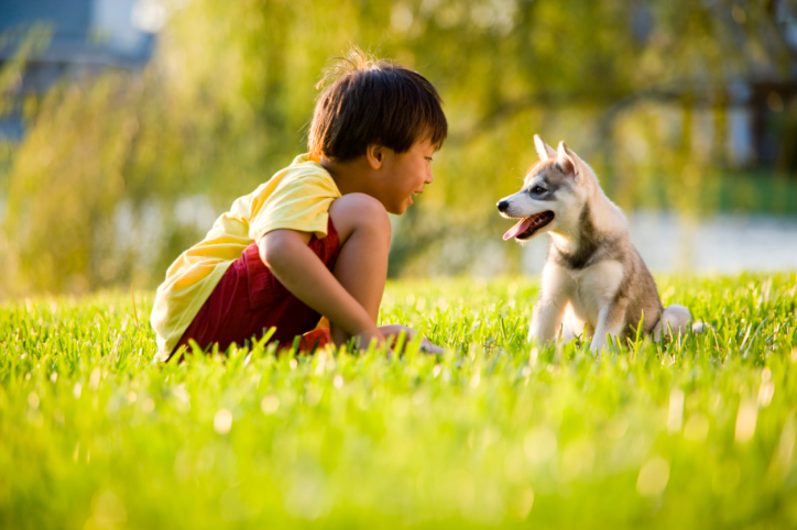 A boy and puppy play
