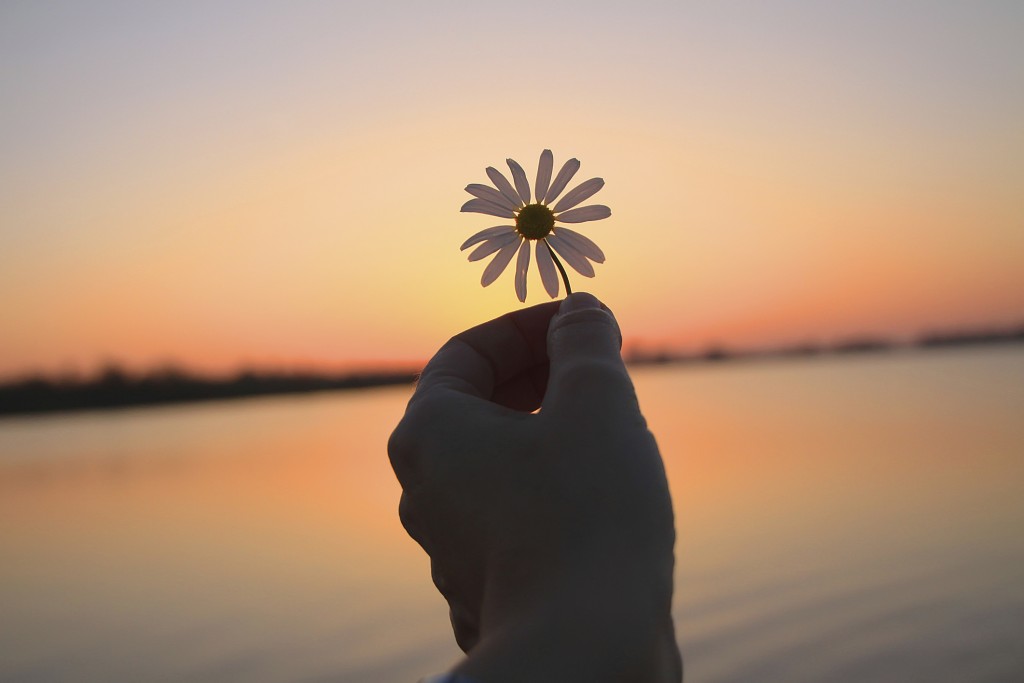 Daisy flower