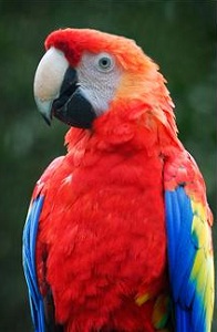 Macaw parrot