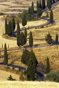 Windy country road lined with trees