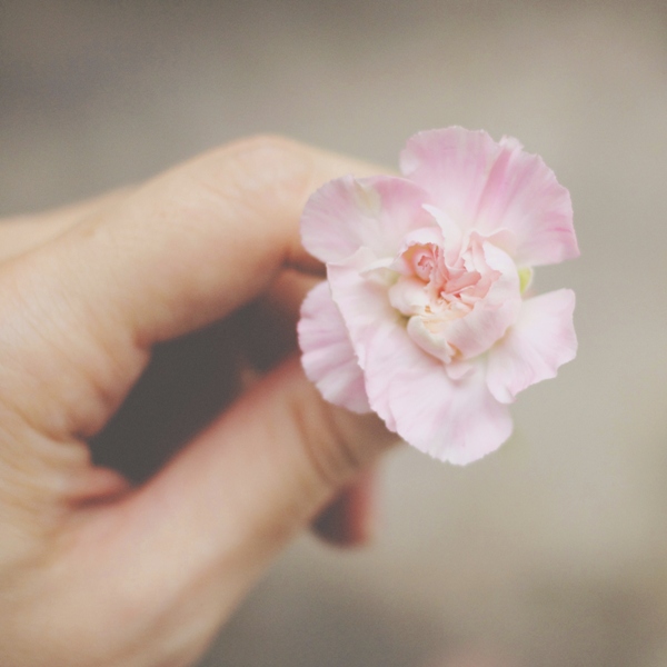 Hand holding pink flower 