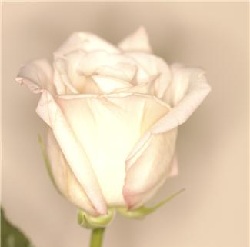 Close up of white rose