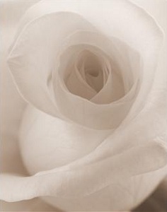 White rose close up