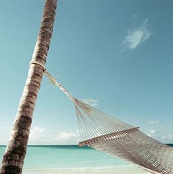Palm tree and hammock