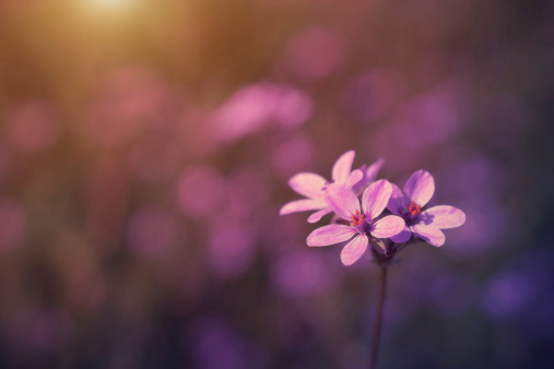 Vintage photo of wild flower in sunset