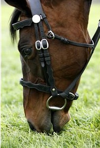 Horse wearing bridle eating grass
