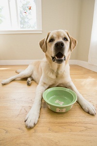 Dog with empty food bowl