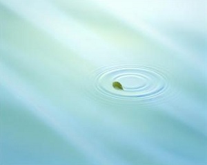 Leaf making ripples in still pond