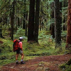 Backpacker in forest