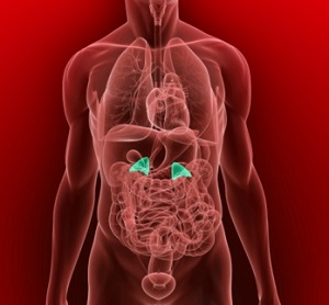 adrenal-glands