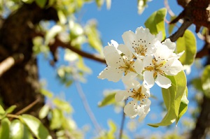 Flowers on a tree