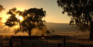 agricultural-landscape-at-sunrise