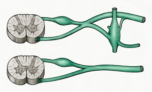 parasympathetic-sympathetic-nervous-systems