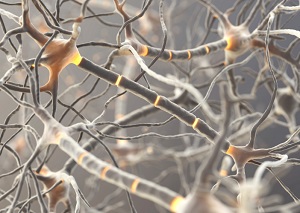 sympathetic-nervous-system-neurons