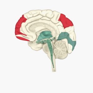 Diagram of brain showing REM sleep patterns
