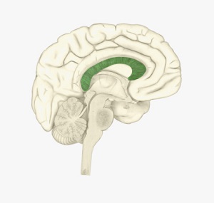 A drawing of the corpus callosum