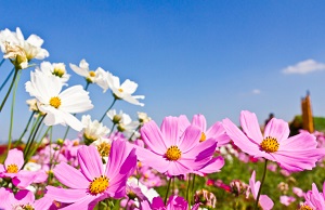 Flowers in field in sun