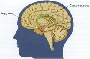 brain-diagram-depicting-amygdala