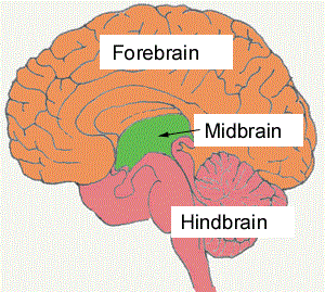 A diagram of the brain, highlighting the midbrain, forebrain, and hindbrain